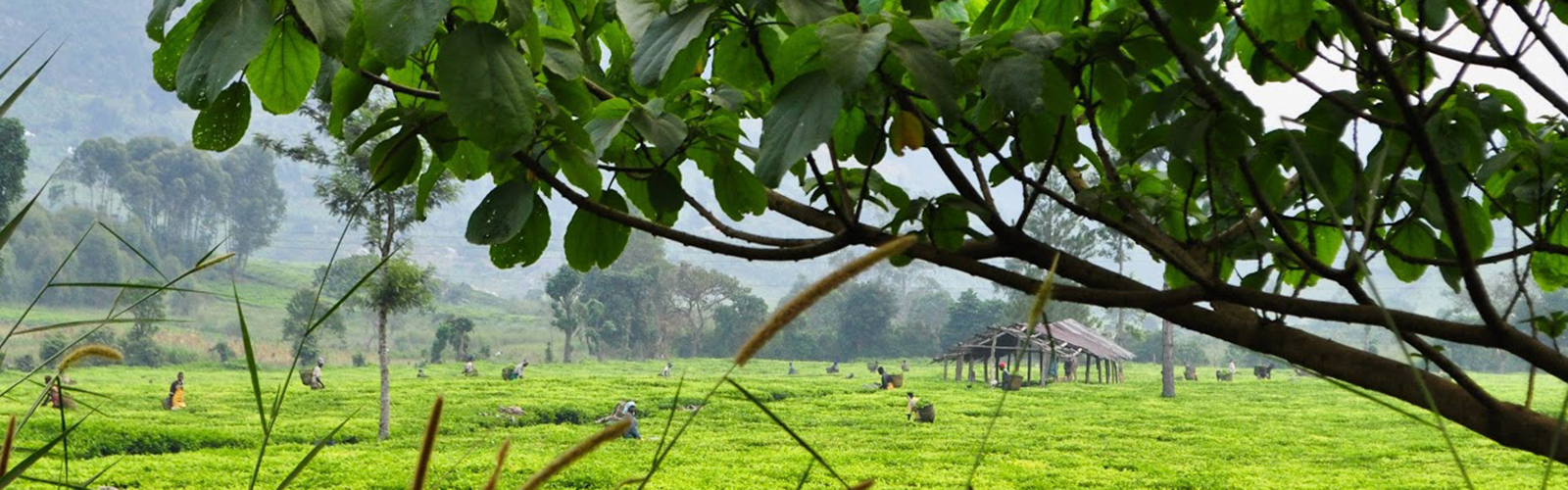 Many individuals, at a distance, tending to a field of leafy crops.